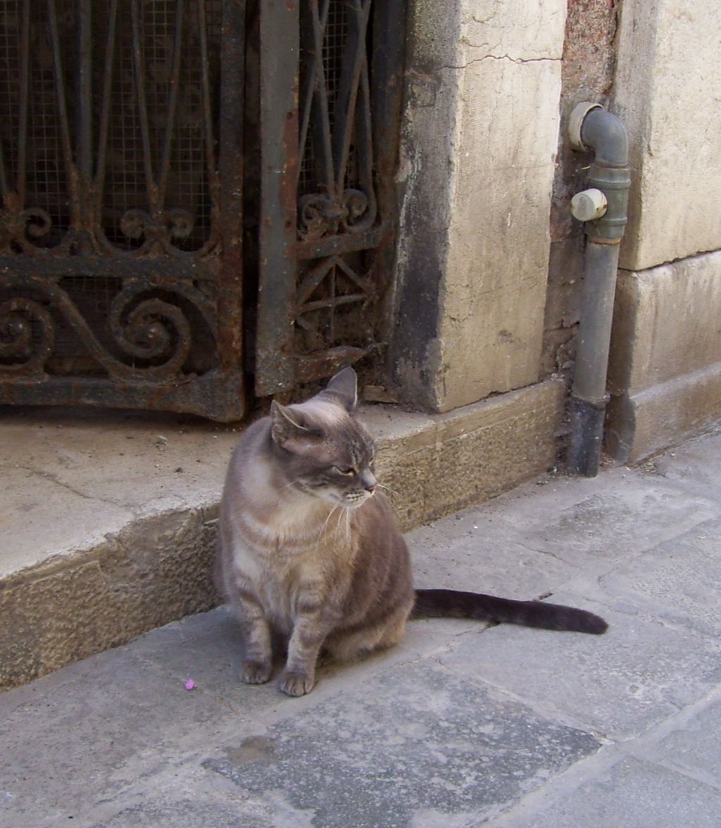 Katze in Venedig